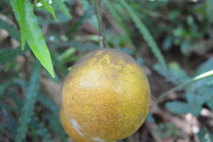 Lemon on Tree